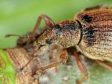 имаго-переднеспинка